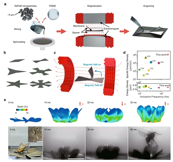 科学家研发出磁驱动高速软体机器人：会行走、悬浮、捉苍蝇