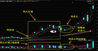 波浪老鸭头形态