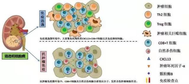 肾透明细胞癌免疫逃逸的关键性“元凶”示意图。联合研究团队供图 