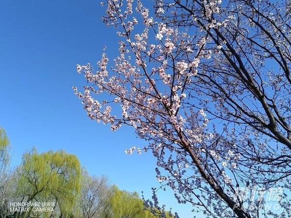 荣耀v40轻奢版拍照怎么样_荣耀v40轻奢版拍照评测