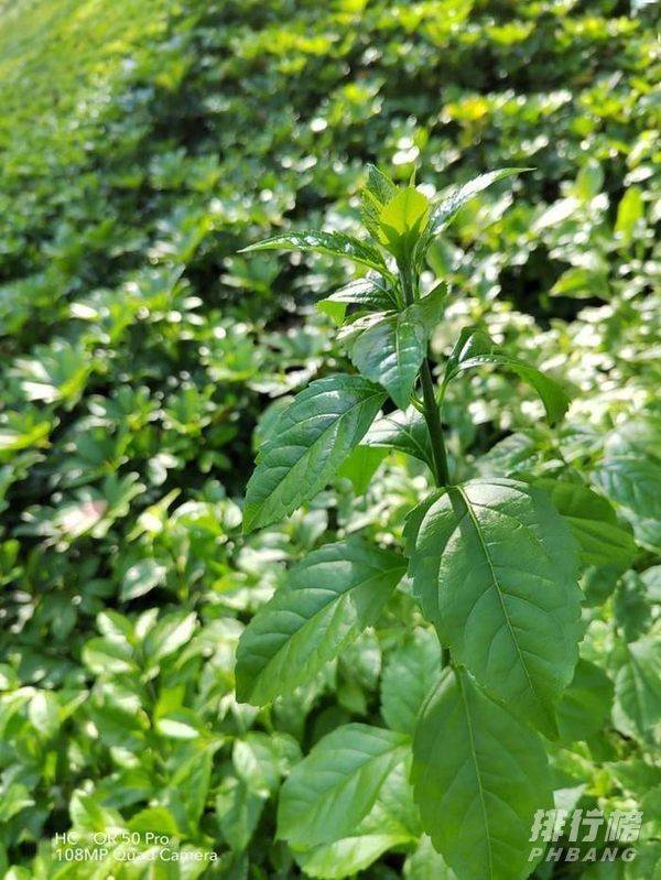 荣耀50Pro影像评测_荣耀50Pro拍照怎么样