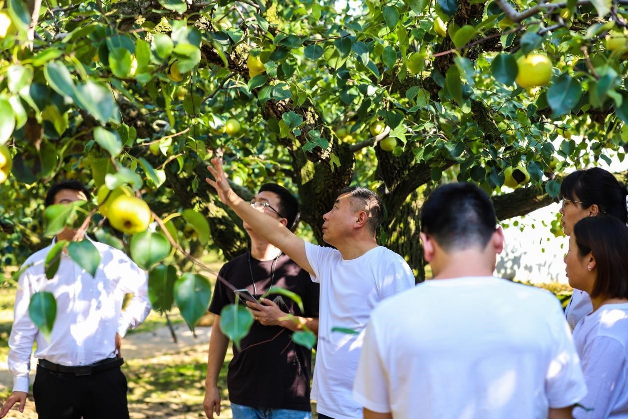 中国燃气直播卖梨的背后：政企合力促进“共同富裕”