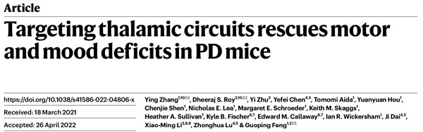 帕金森患者如何运动、抑郁兼治？专访MIT团队：丘脑不止是“中继站”