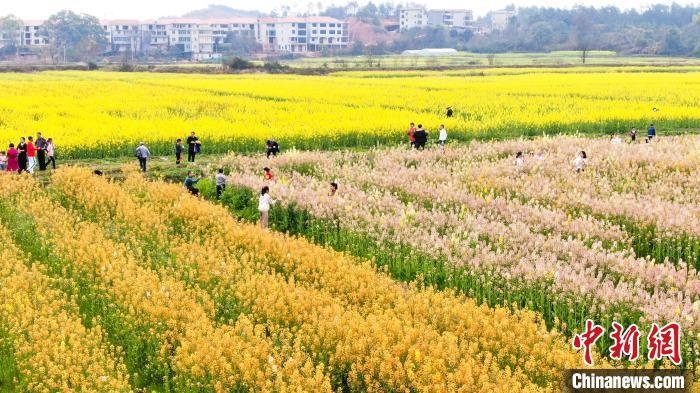 近日，航拍江西吉安吉州区樟山镇清湖村的金色油菜花海，不少游客慕名来此踏春游玩。　李军 摄