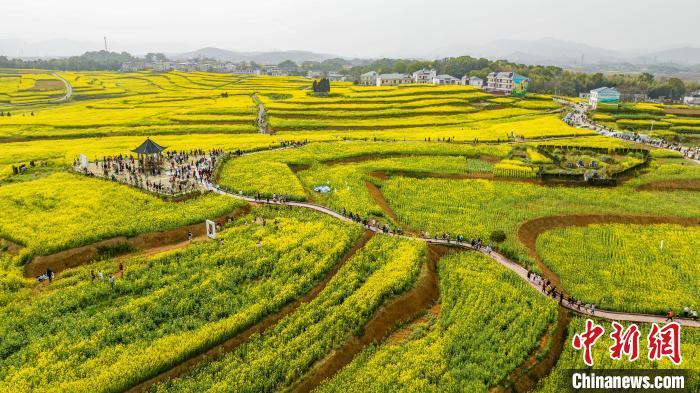 3月12日，航拍江西瑞昌市武蛟乡万亩金色油菜花竞相绽放，不少游客慕名前来踏春赏花，享受美好春光。　魏东升 摄